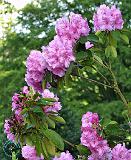 Rhododendron 8T97D-17